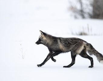 Cross fox running - Giclee prints