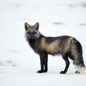 Black Fox sitting in the Snow - Giclee prints