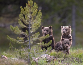 Triplet Grizzly Cubs - Stampe giclée