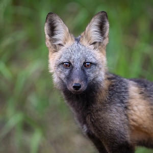 Black Cross Fox Kit emerges from Den - Giclee prints
