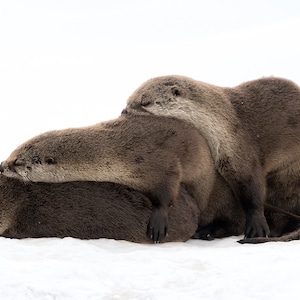 Otter pile - Photograph print of cuddling otters