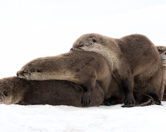 Otter pile - Photograph print of cuddling otters
