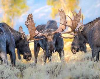 September - Battling bull moose photo prints