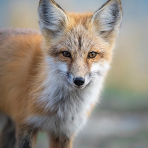 Fox Kit Portrait - Giclee Prints