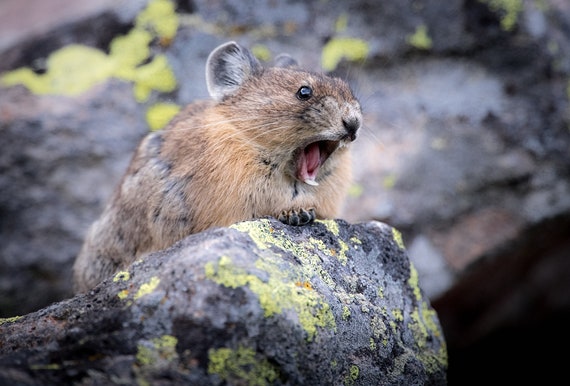 Screaming Pika Wildlife Giclee Print - Etsy Canada Screaming Pika Wildlife Giclee Print - Etsy Canada