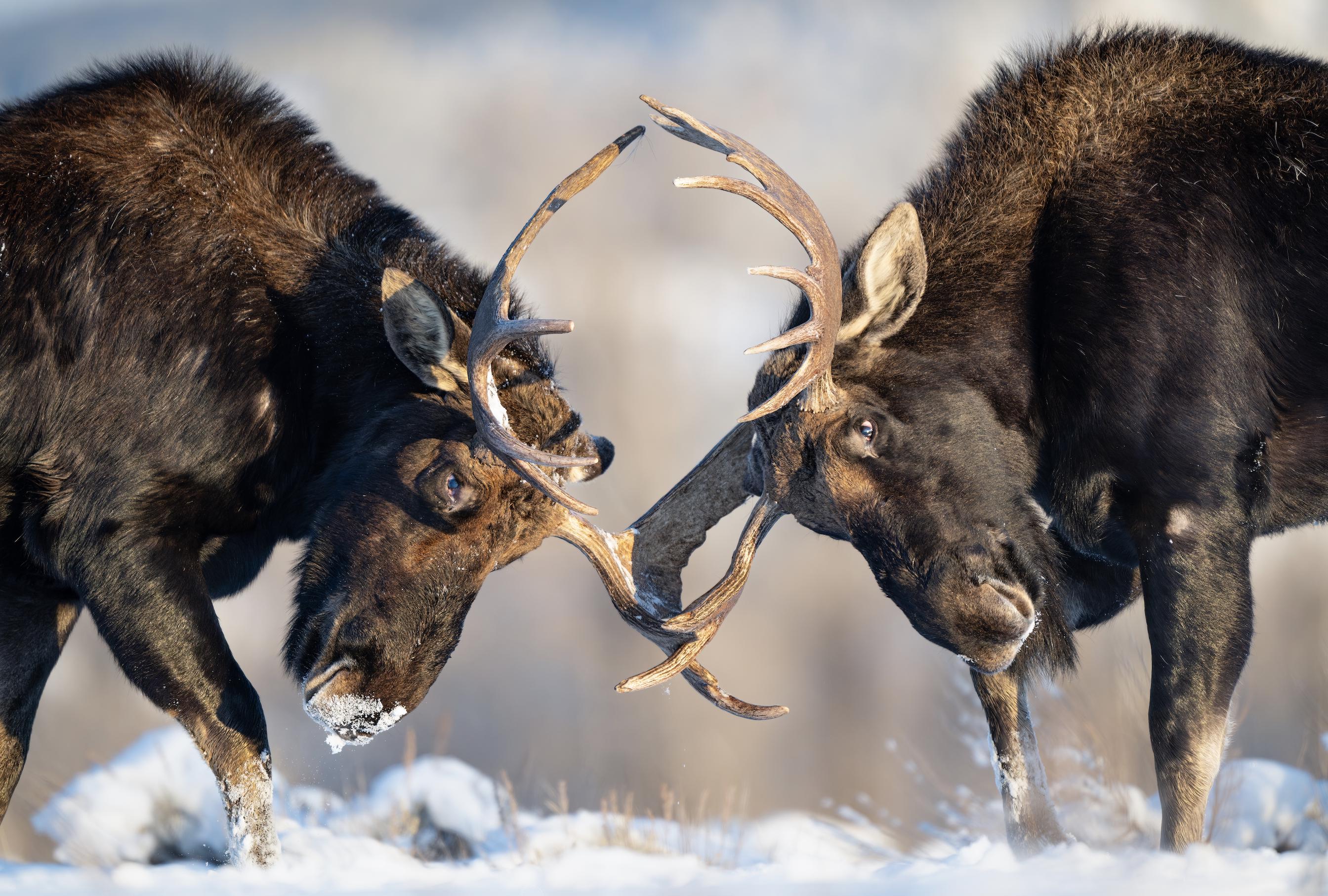 Two Young Bull Moose Fighting in the Snow - Giclee Prints - Etsy