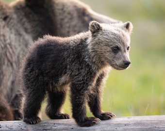 Cucciolo di grizzly - Stampe giclée