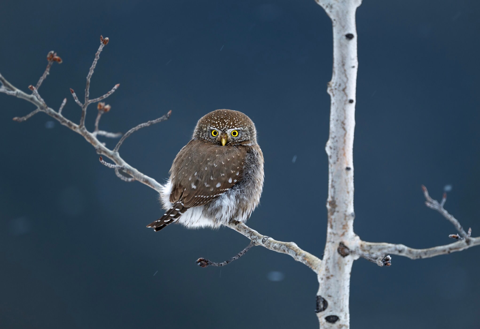 Pygmy Owl blue background - Giclee prints