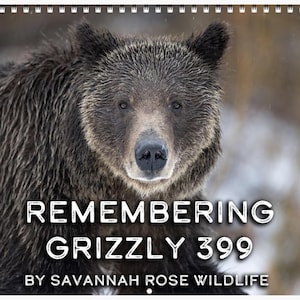 May include: A calendar featuring a close-up of a grizzly bear with wet fur. The text "REMEMBERING GRIZZLY 399" is displayed in white, along with "BY SAVANNAH ROSE WILDLIFE". The calendar has a spiral binding at the top.