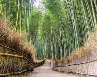 Sagano Bamboo Forest; Kyoto, Japan