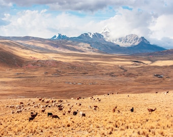 Bolivian Mountains; Wildlife; Landscape