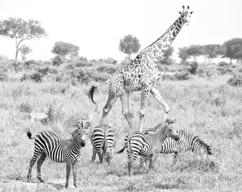 Nursery Baby Photograph - Travel, Safari, Zebras, Giraffe, Nursery, Wall Art - In the Wild