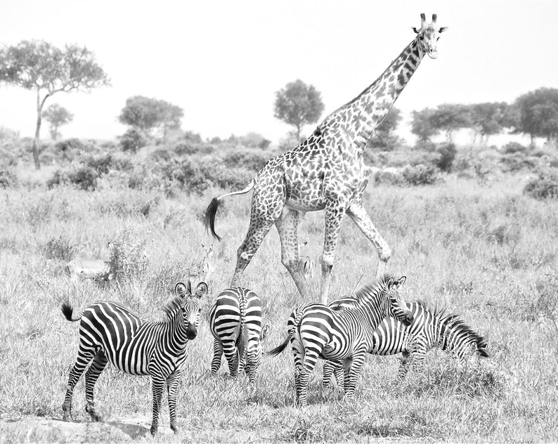 Nursery Baby Photograph Travel, Safari, Zebras, Giraffe, Nursery, Wall Art In the Wild image 1