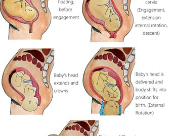 Childbirth Education Slides/ Set 1/ Slides 1-5/ PDFs/ Midwife/ Doula/ Birth Education