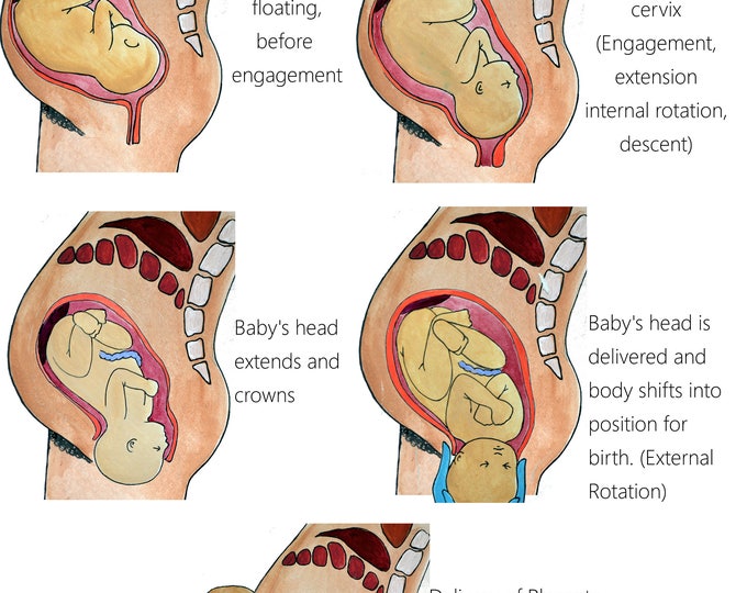 Childbirth Education Slides/ Set 1/ Slides 1-5/ PDFs/ Midwife/ Doula/ Birth Education