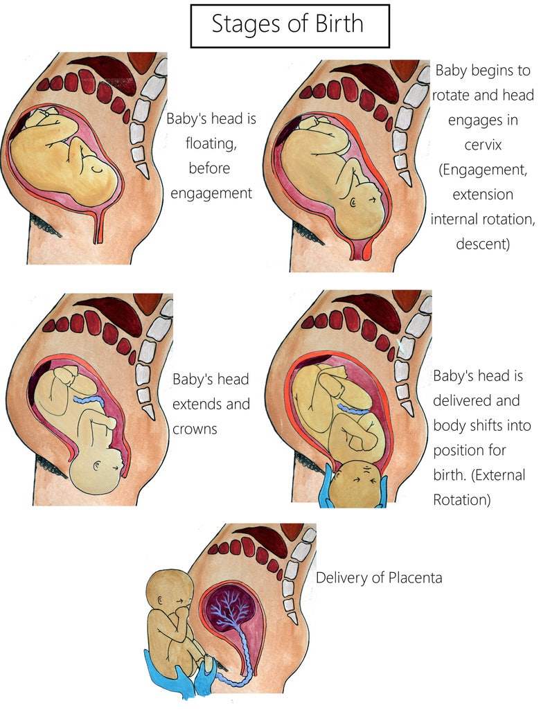 Childbirth Education Slides/ Set 1/ Slides 1-5/ Pdfs/ Midwife/ Doula ...