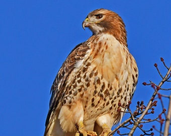 Red tailed hawk, Massachusetts: archival print signed and matted