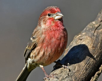 Male house finch, N.Carolina: archival print signed and matted