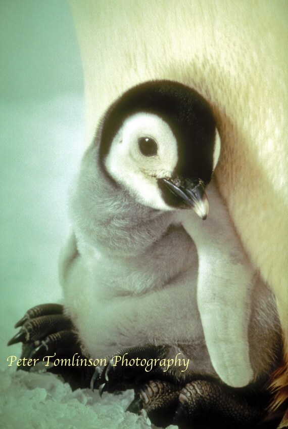 Bebe Pingouin Zoo De Londres Copie Signee Et Feutre Etsy Bebe Pingouin Zoo De Londres Copie Signee Et Feutre Etsy