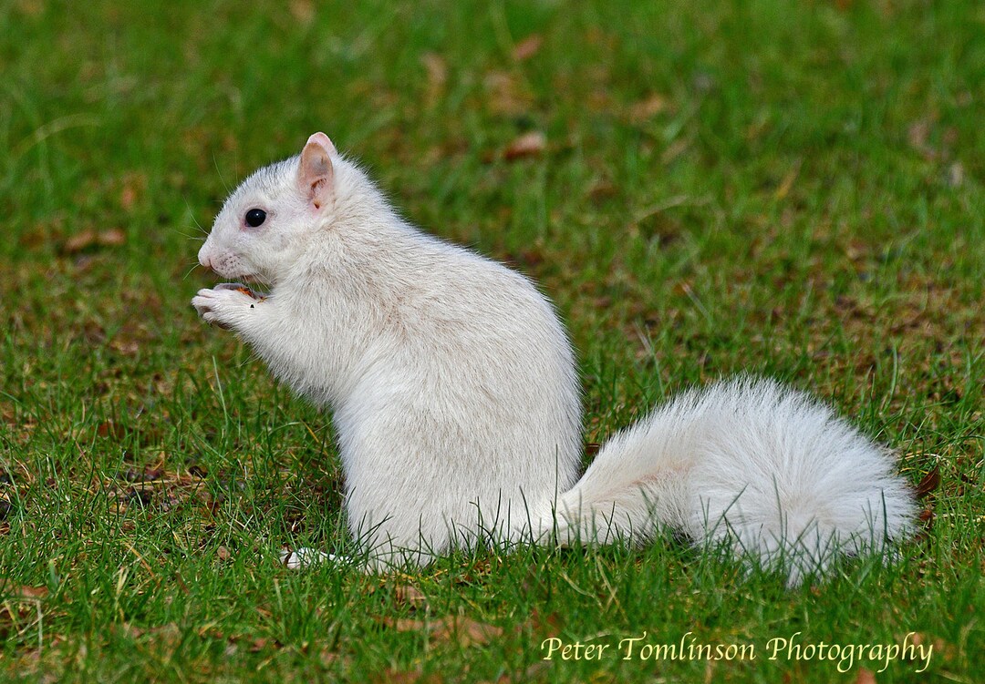 White Squirrel, Brevard, North Carolina: Archival Print Signed and