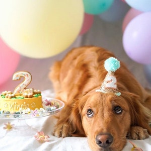 May include: A golden retriever dog wearing a blue and gold birthday hat with the number "2" on it. The dog is lying down in front of a yellow birthday cake with the number "2" and the word "Winnie" on it. The cake is on a clear cake stand. There are balloons in the background.