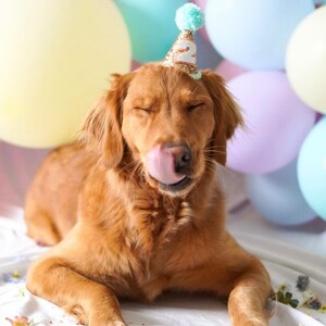 May include: A golden retriever dog wearing a light blue and gold birthday hat with the number "2" on it. The dog is lying down on a white surface with a few flowers scattered around it. The dog has its eyes closed and its tongue is sticking out.