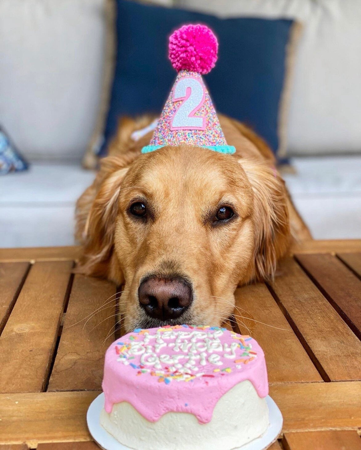 dog first birthday hat