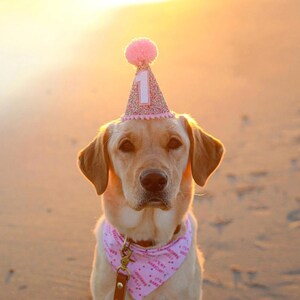 Dog Birthday Hat| Pet Party Hat | Puppy Birthday | First Birthday | Puppy first Birthday | Birthday Party Decor ,Birthday | Gir Dog Birthday image 3