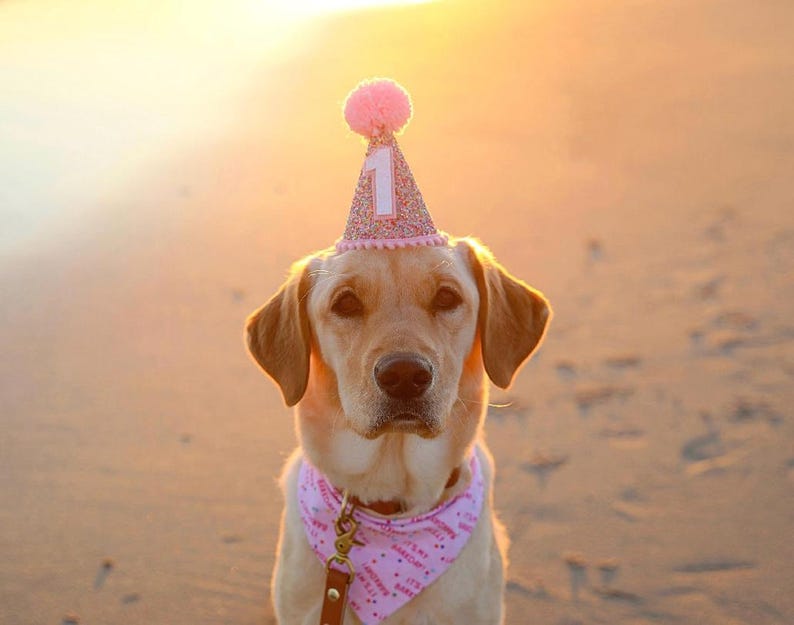 Dog Birthday Hat| Pet Party Hat | Puppy Birthday | First Birthday | Puppy first Birthday | Birthday Party Decor ,Birthday | Gir Dog Birthday image 3
