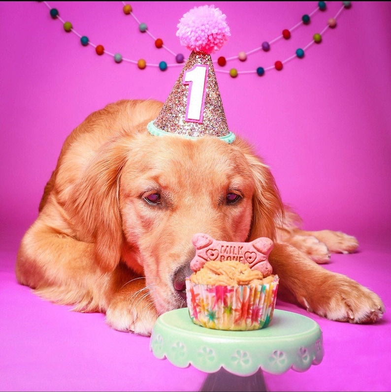 Dog Birthday Hat Pet Party Hat Puppy Birthday First Etsy