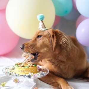 May include: A golden retriever dog wearing a blue and gold party hat with a white pom-pom on top, eating a yellow birthday cake with the number "2" on top and the name "Winnie" written on it. The cake is on a clear cake stand surrounded by small flowers.