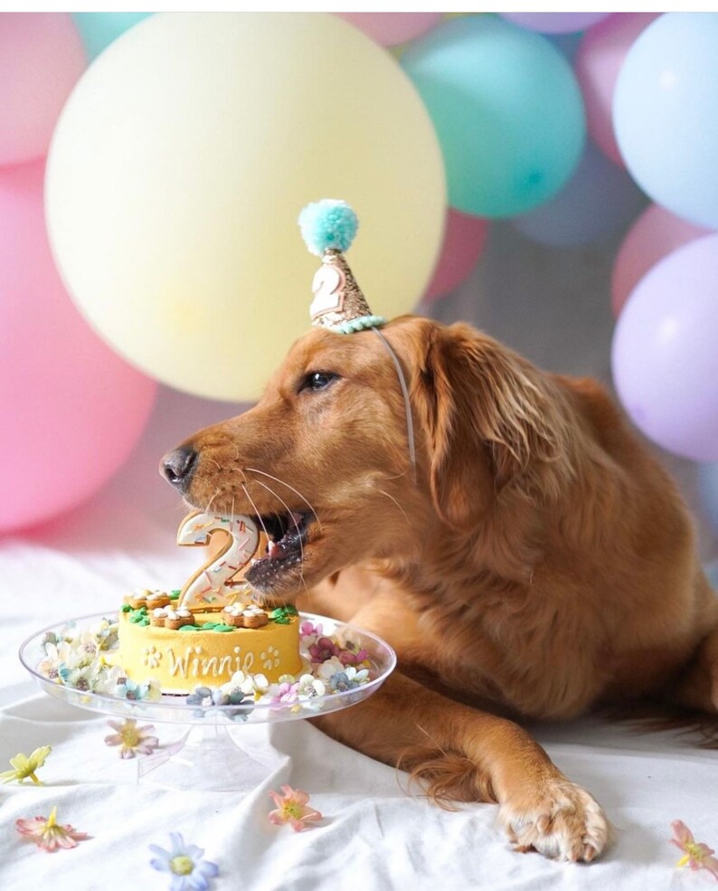 May include: A golden retriever dog wearing a blue and gold party hat with a white pom-pom on top, eating a yellow birthday cake with the number "2" on top and the name "Winnie" written on it. The cake is on a clear cake stand surrounded by small flowers.