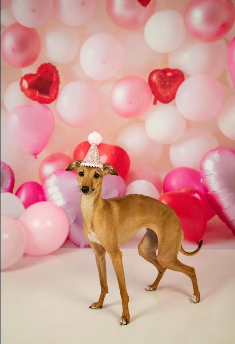 Dog Birthday Hat| Pet Party Hat | Puppy Birthday | First Birthday | Puppy first Birthday | Birthday Party Decor ,Birthday | Gir Dog Birthday image 2