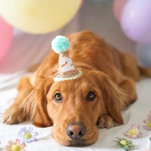 Mini Dog Birthday Hat, Glittery Birthday Girl Party Hat | Birthday | Cake Smash | 1st Birthday | Dog Birthday | Ready to Ship