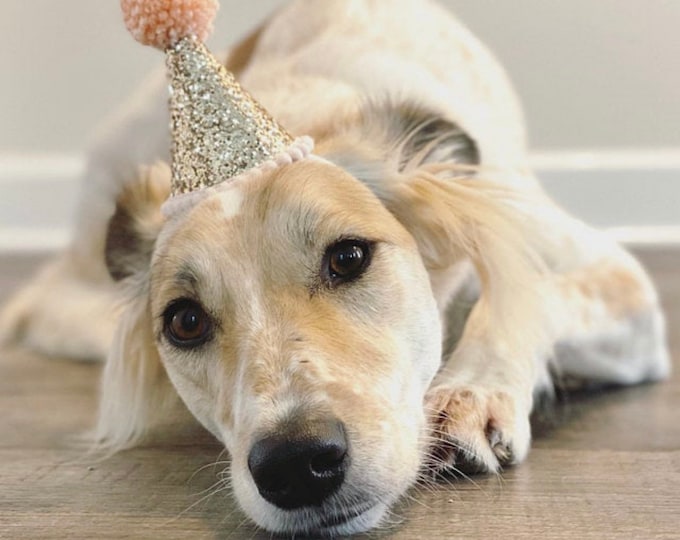 Mini Party Hat | Puppy Party Hat | Birthday Hat | First Birthday Hat | 2nd Birthday Hat | Peach and Gold Birthday Hat | Gold Birthday Hat