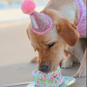 Dog Birthday Hat| Pet Party Hat | Puppy Birthday | First Birthday | Puppy first Birthday | Birthday Party Decor ,Birthday | Gir Dog Birthday image 4