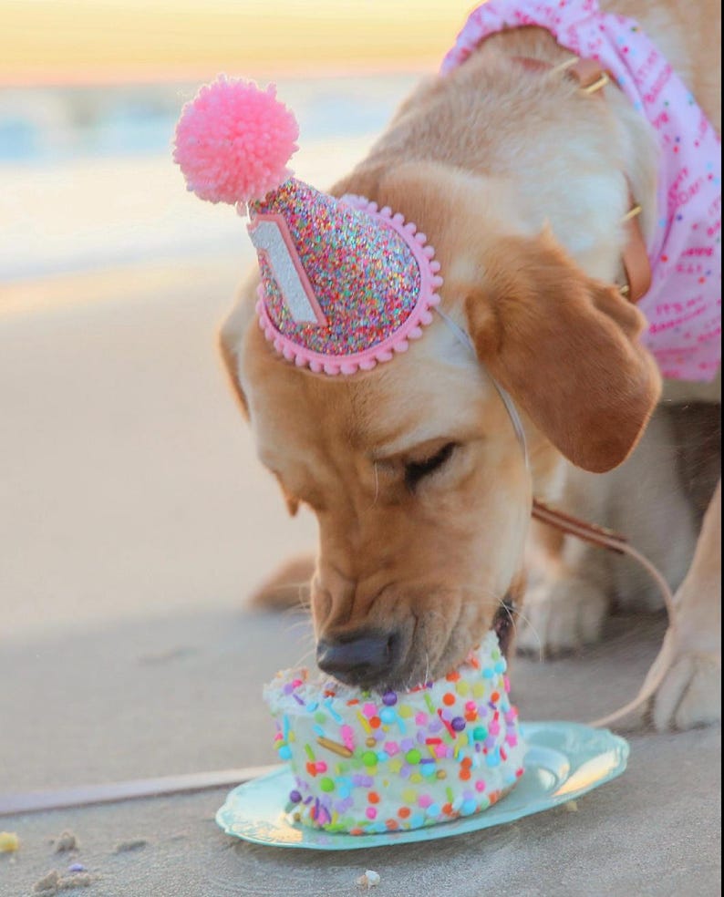 Dog Birthday Hat| Pet Party Hat | Puppy Birthday | First Birthday | Puppy first Birthday | Birthday Party Decor ,Birthday | Gir Dog Birthday image 4