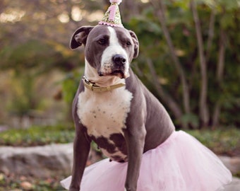 Chapeau de fête d’anniversaire de chien | Anniversaire d’animal de compagnie | Smash de gâteau pour chiot | Chiot 1er anniversaire | Anniversaire de chien | Prêt pour l'expédition