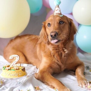 May include: A golden retriever dog wearing a light blue and gold birthday hat with the number 2 on it. The dog is sitting on a white blanket with a yellow birthday cake with the number 2 on it and the name Winnie written on it. The cake is on a clear plate. There are colorful balloons in the background.