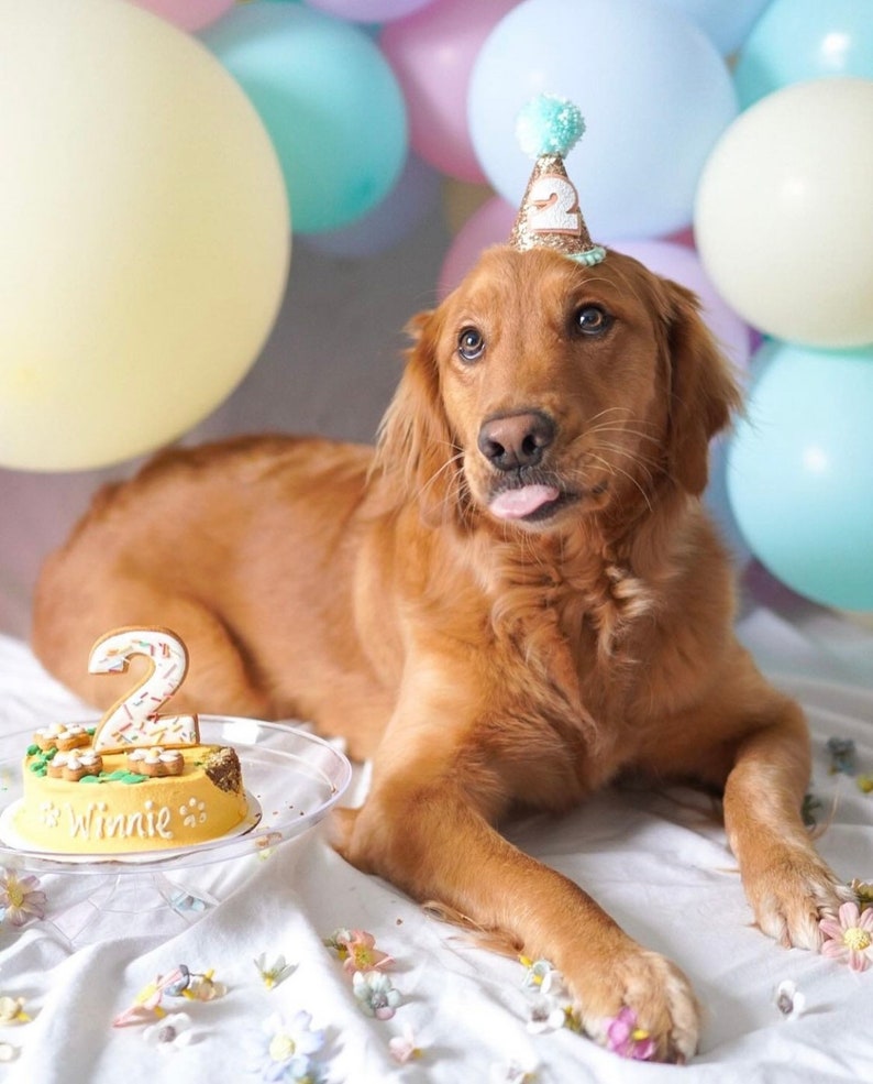 May include: A golden retriever dog wearing a light blue and gold birthday hat with the number 2 on it. The dog is sitting on a white blanket with a yellow birthday cake with the number 2 on it and the name Winnie written on it. The cake is on a clear plate. There are colorful balloons in the background.