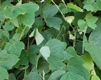 Kudzu Type Fragrance Oil for candle/soap making Free Shipping