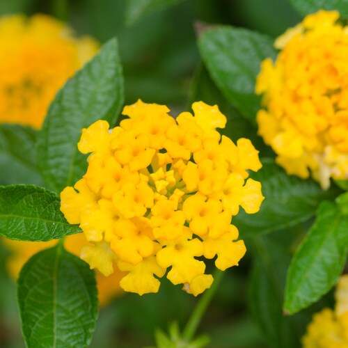 1 16 Ounce Lemon Verbena Fragrance Oil for Candle/soap Making Etsy