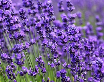 True Lavender Fragrance Oil for candle/soap making Free Shipping