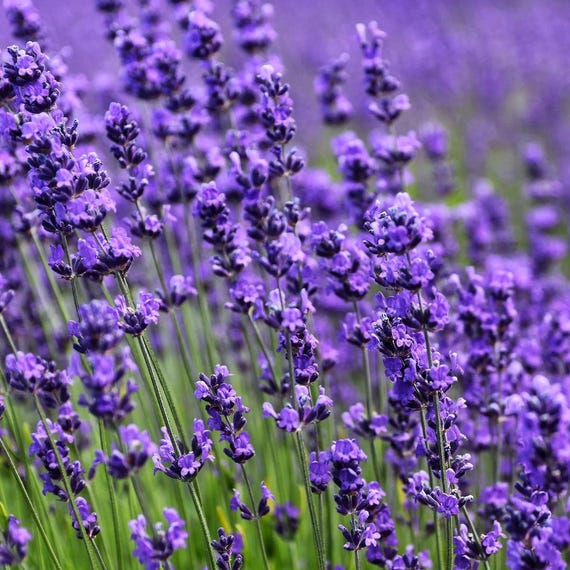 True Lavender Fragrance Oil for candle/soap making Free Shipping