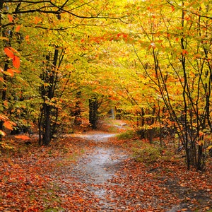 Autumn Woods Type Fragrance Oil for candle/soap making Free Shipping