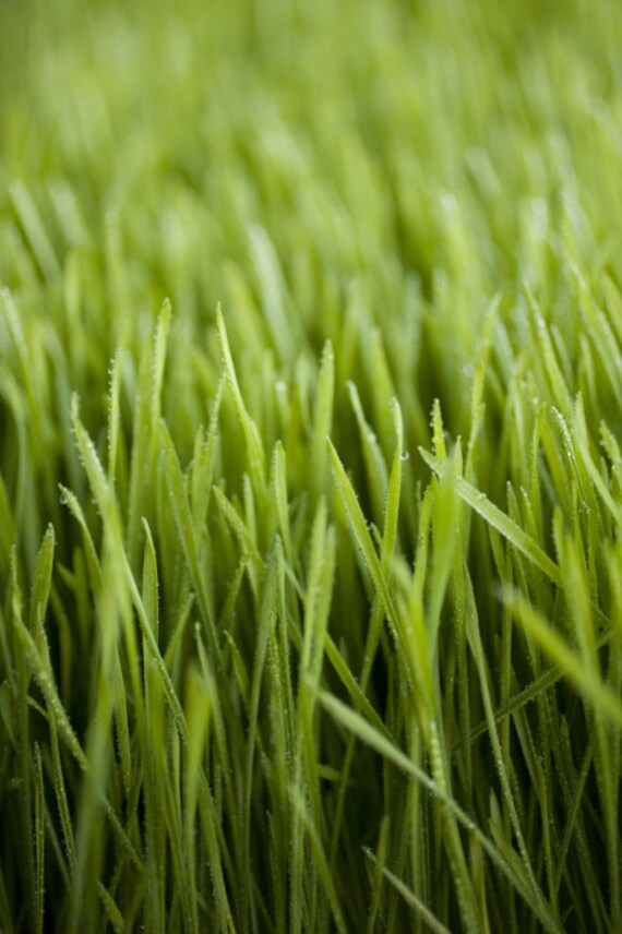 fresh cut grass soap