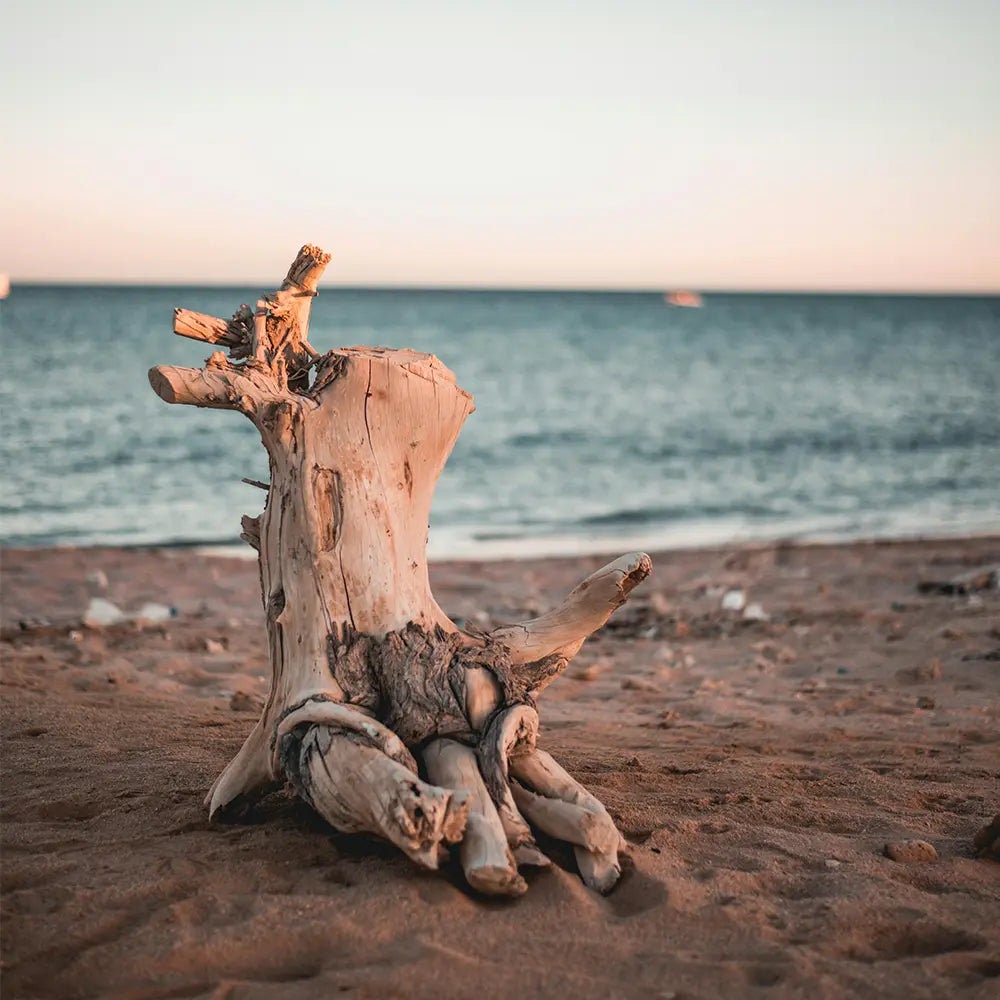 Caribbean Driftwood Fragrance Oil for candle/soap making Free Shipping