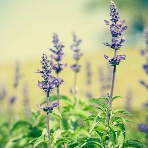 The Perfect Patchouli Fragrance Oil for candle/soap making Free Shipping