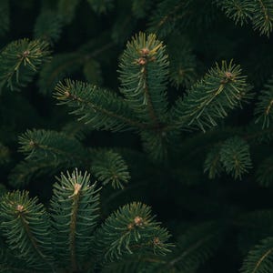 May include: Close-up of dark green pine tree branches with soft, needle-like leaves.