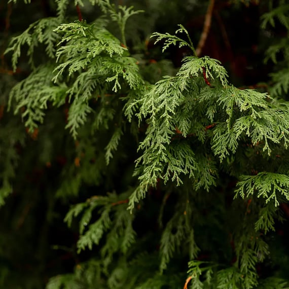 Black Cedarwood and Juniper Type Fragrance Oil for candle/soap making Free  Shipping